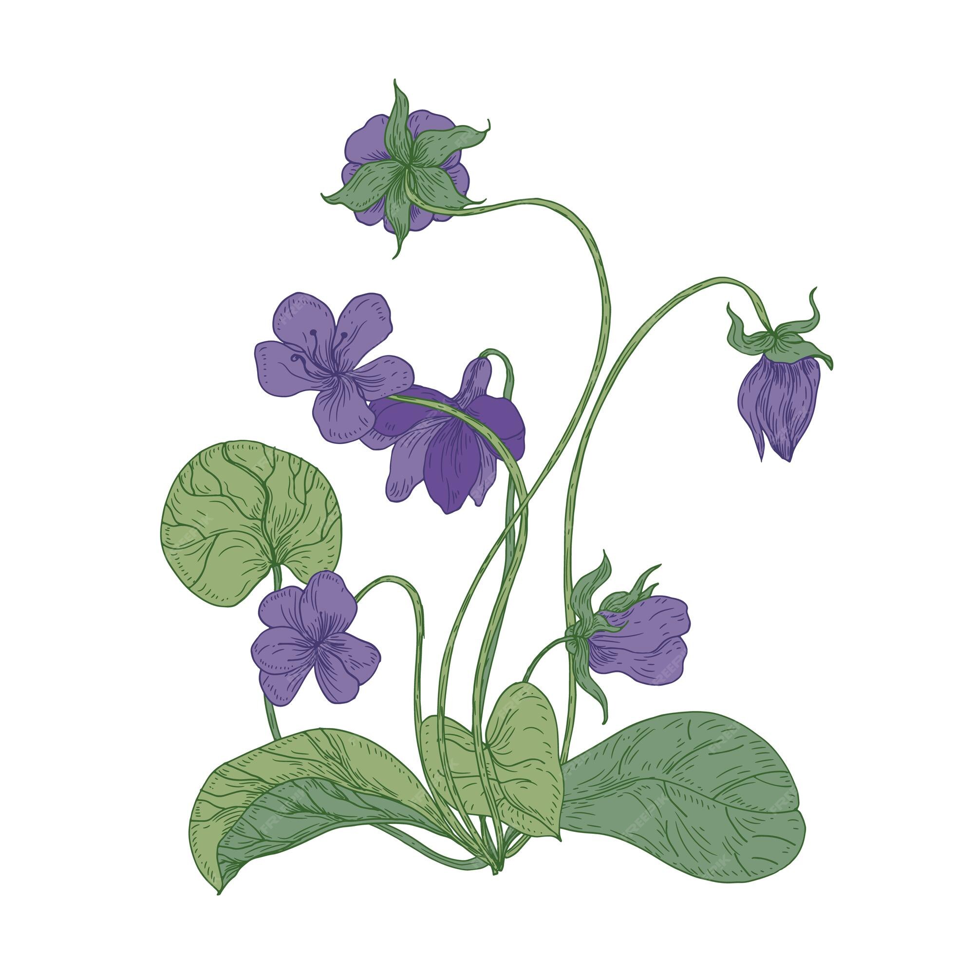 Magnifiques Fleurs Violettes Bois Isolés Sur Fond Blanc. Dessin Naturel  D'une Plante Herbacée Vivace à Fleurs Sauvages Utilisée En Phytothérapie. |  Vecteur Premium