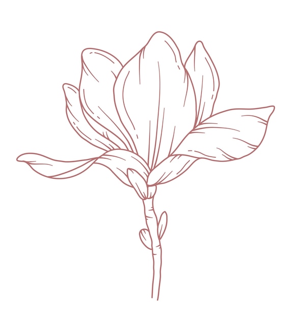 Vecteur magnolia dessin de ligne fleur page de coloriage art de ligne florale art de ligne botanique