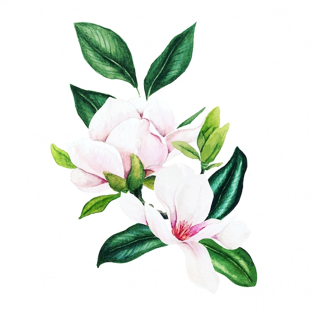 Vecteur magnolia et feuilles, bouquet aquarelle lumineux