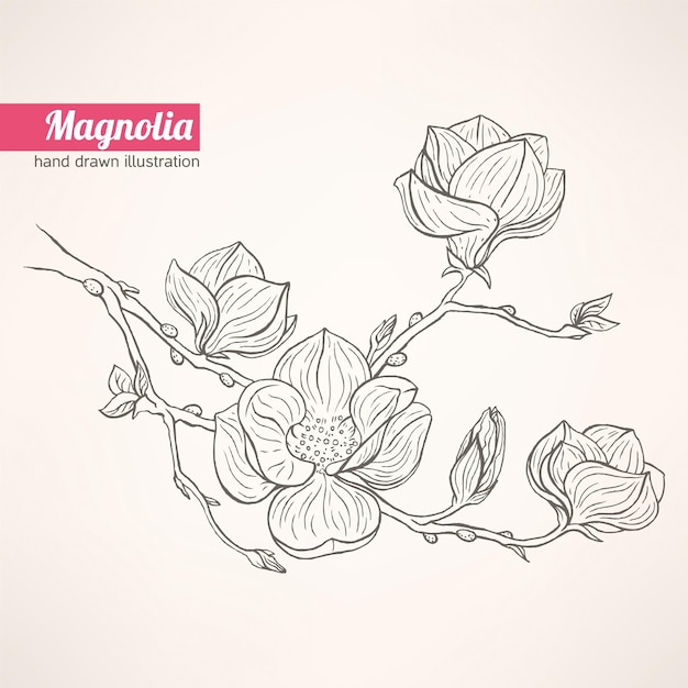Vecteur magnolia fleur dessin croquis chemin dessin blanc coloration