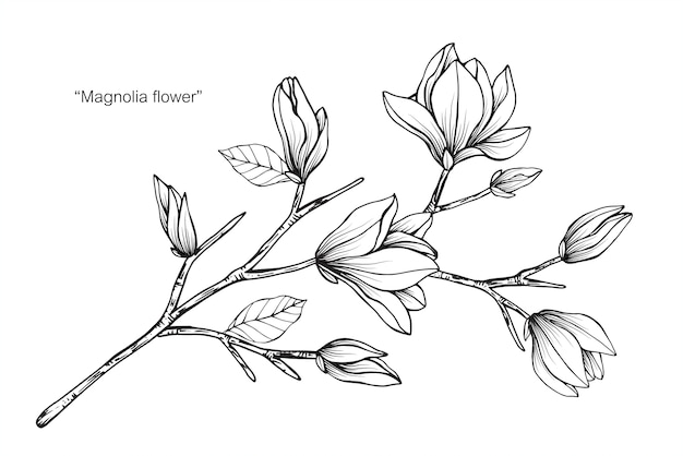 Magnolia Fleur Dessin Illustration