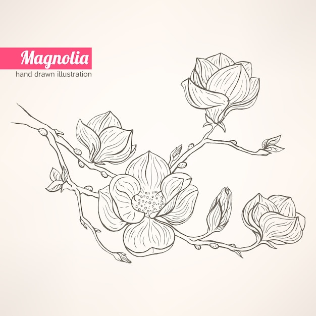 Magnolia En Fleurs