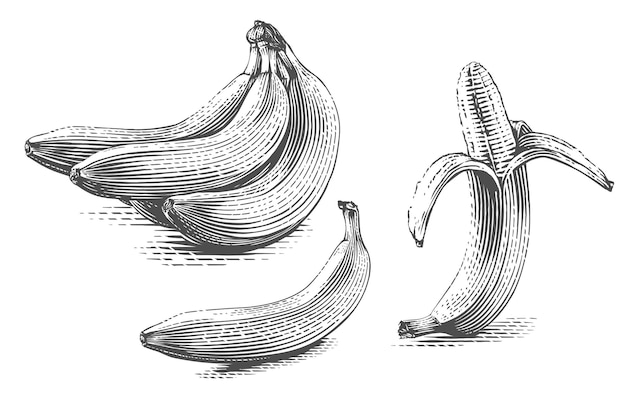 Main De Banane Dessin Croquis Gravure Illustration Style Vecteur