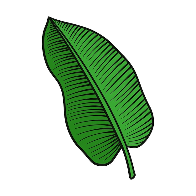 Vecteur main dessin illustration vectorielle logo tropical feuille feuilles fleur floral mostera élément tropical