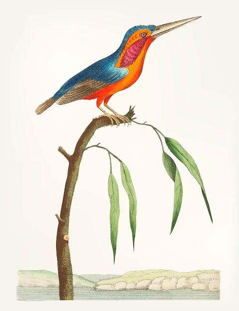 Main dessinée du martin-pêcheur huppé
