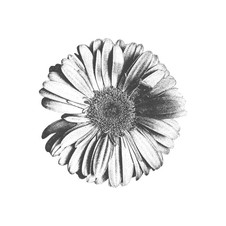 Vecteur main dessiner fleur et feuille de gerbera de camomille dans un style rétro