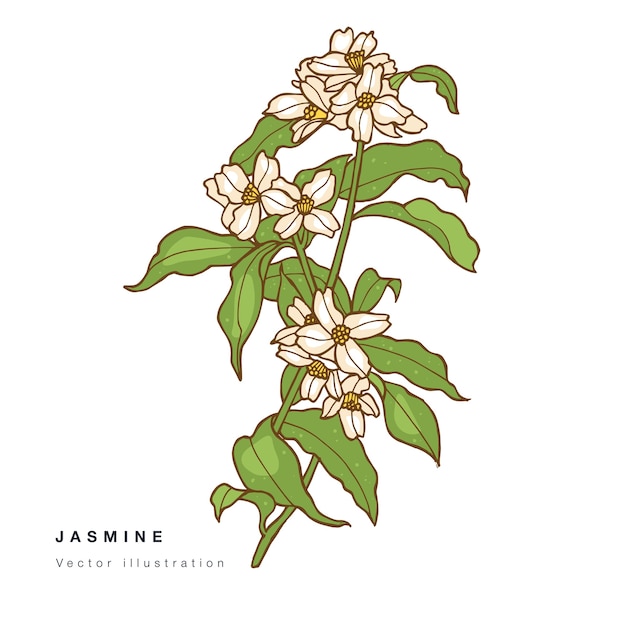 Main Dessiner Illustration De Fleurs De Jasmin.