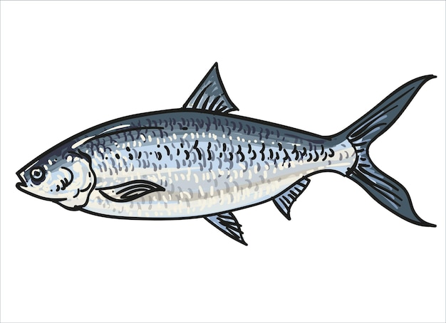 main dessiner poisson collection fond élément ensemble illustration vectorielle clip art