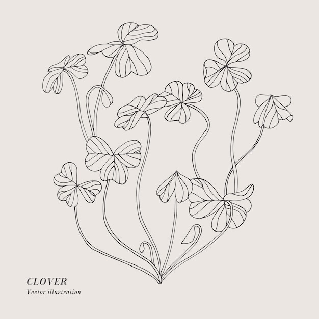 Main Dessiner Vecteur Trèfle Illustration à Base De Plantes Carte Floral Botanique Sur Fond Blanc