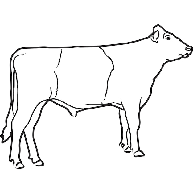 Vecteur main esquissée vecteur de vache hollandaise à ceinture dessinée à la main