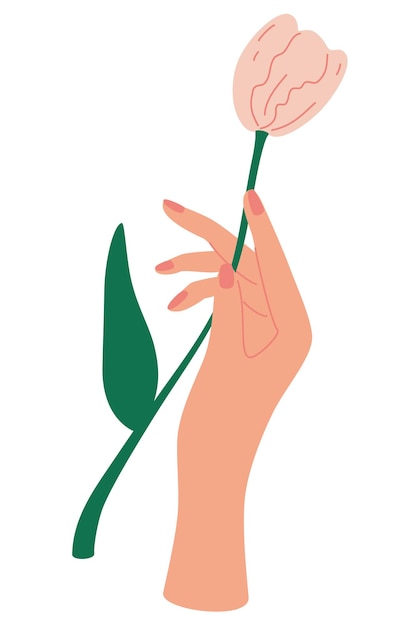 Une main féminine élégante tient une tulipe. Bouquet décoratif, composition floristique avec feuilles et florissante. Concept de carte de fête des mères. Affiche florale élégante avec des tulipes. Illustration vectorielle