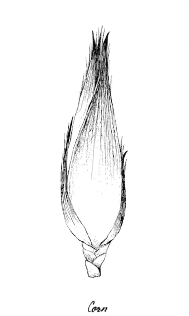 Main de maïs sucré d'automne sur fond blanc