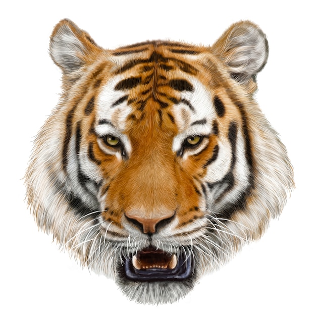 Main de tête de tigre dessiner et peindre la couleur sur fond blanc.