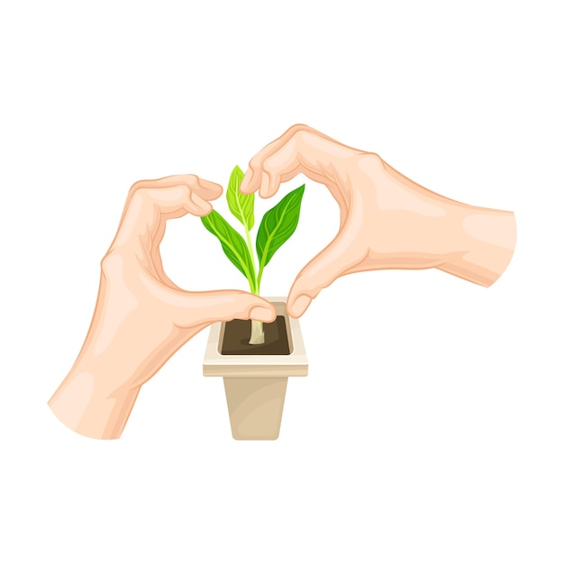 Les mains montrant le signe du cœur et la plante verte qui pousse dans le pot comme illustration du vecteur de protection de la nature