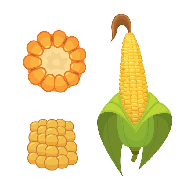 Vecteur maïs biologique isolé sur fond blanc. légumes de la ferme agricole pour le pop-corn. épi de maïs avec illustration de nourriture végétarienne de feuilles