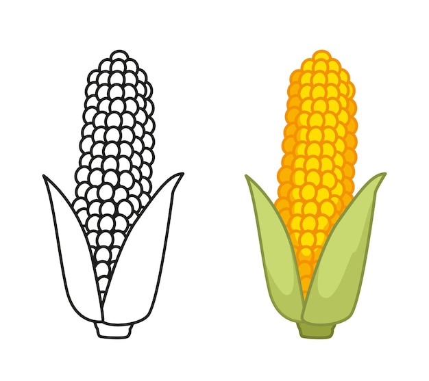 Vecteur maïs en épi ligne noire et jeu de couleurs livre de coloriage pour la tâche éducative des enfants