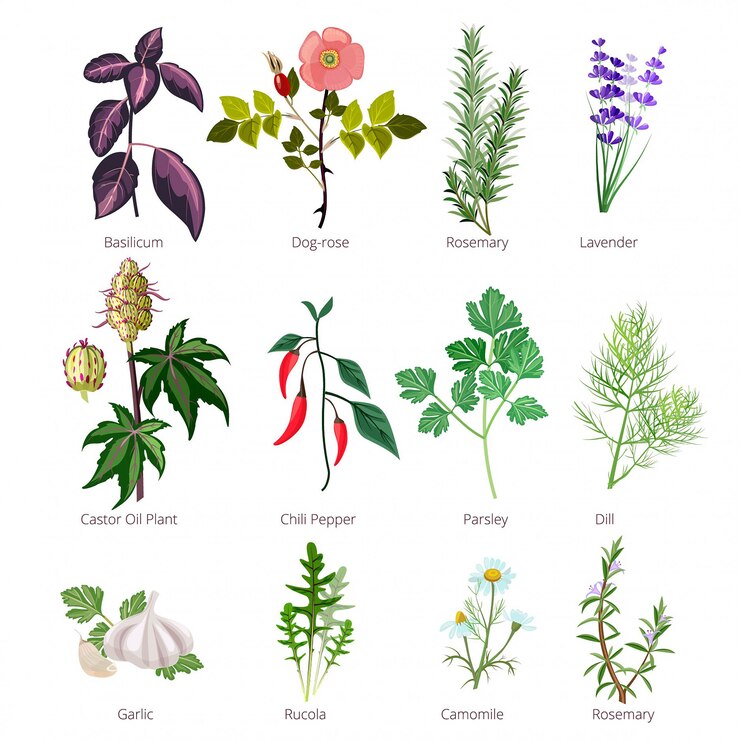 Vecteur manger des herbes et des épices, des aliments biologiques sains et différentes herbes et fleurs rose de valériane pharmaceutique