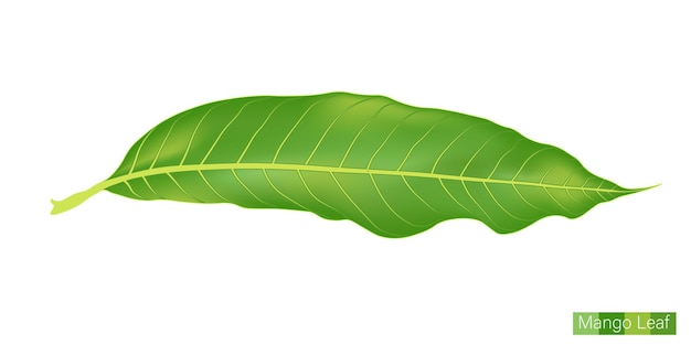 Vecteur mango leaf vector eps 10 pour différents festivals indiens