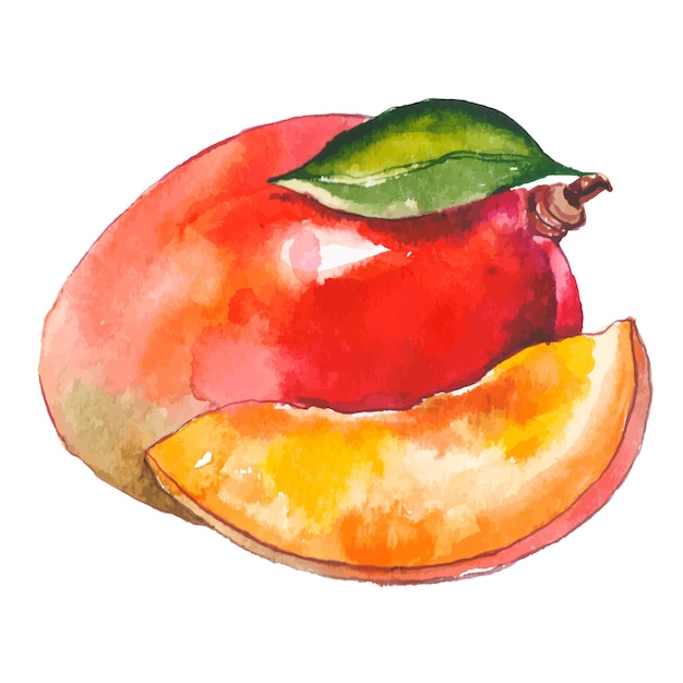 Vecteur mangue peinte à l'aquarelle vectorielle éléments de conception d'aliments frais dessinés à la main isolés sur fond blanc