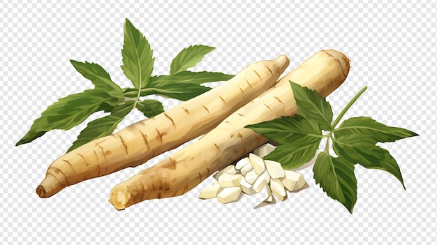 Manioc biologique frais avec fond transparent d'illustration de feuilles