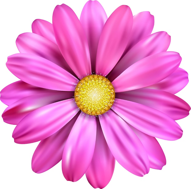 La marguerite rose