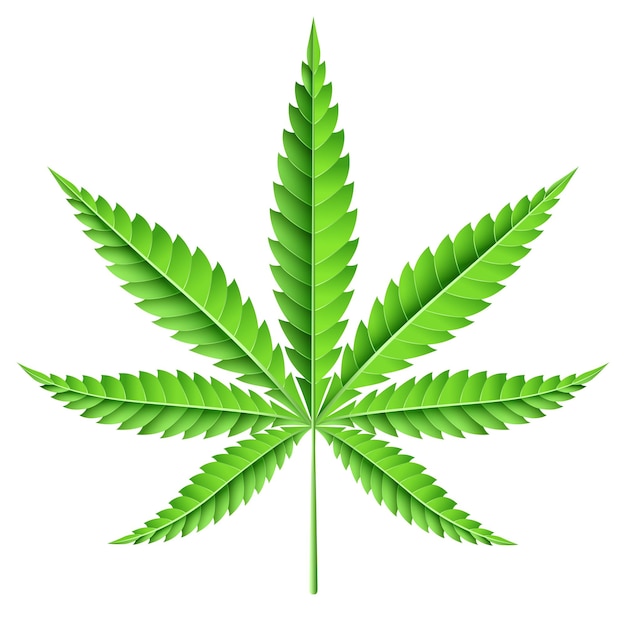 Vecteur marijuana leaf