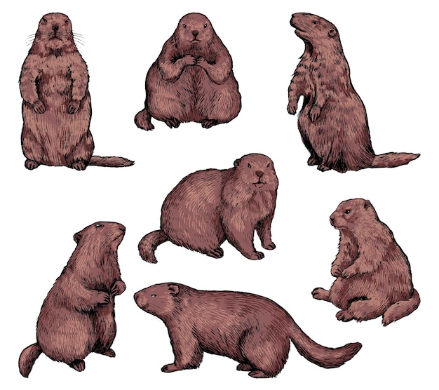 Vecteur marmottes dans différentes positions. collection de marmottes flûtes. éléments de vacances du jour de la marmotte. ensemble d'illustrations vectorielles dessinées à la main. croquis de couleur vintage isolé sur blanc. clipart de style de gravure.