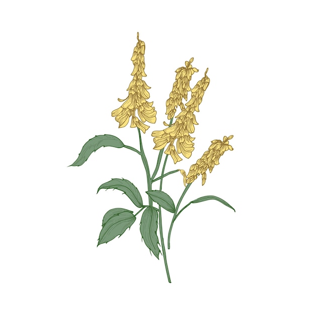 Mélilot Ou Fleurs De Mélilot Ou Inflorescences, Tiges Et Feuilles Isolées Sur Fond Blanc.