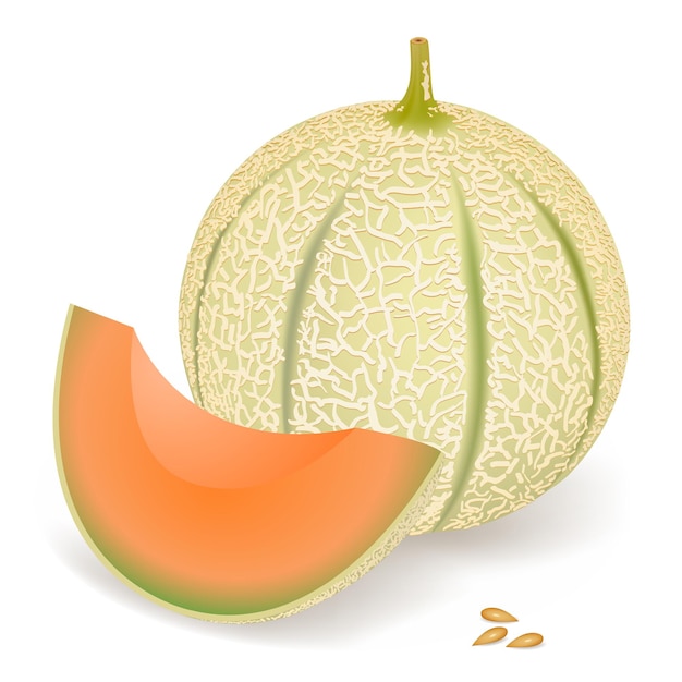 Vecteur un melon délicieux, illustration vectorielle