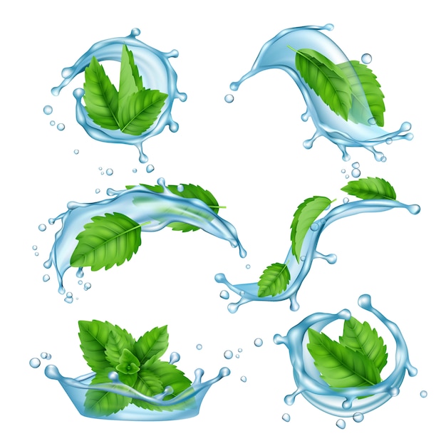 Vecteur menthe d'eau douce. éclaboussures de liquide avec des feuilles de menthol vert pour une collection réaliste de vecteur de boisson
