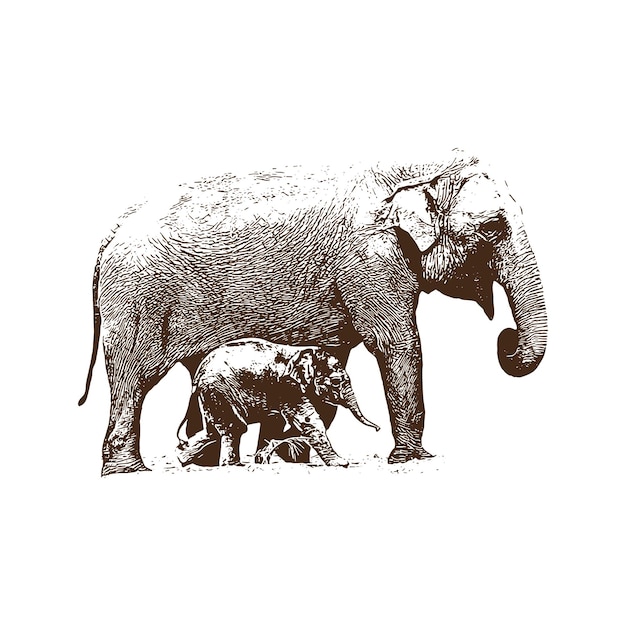 mère éléphant et bébé Illustrations d'animaux vintage vectorielles et isolées