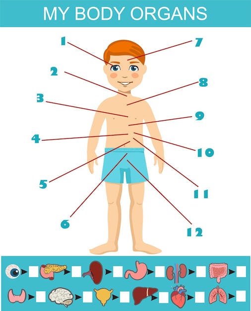 Mes Organes Recherchent La Conception De Vecteur Plat De Puzzle Jeu D'apprentissage D'anatomie Pour L'idée De Modèle D'enfants