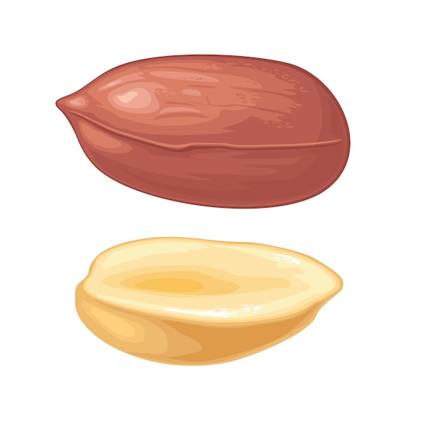 Mettre Les Graines Entières Et La Moitié Des Cacahuètes. Illustration Réaliste De Couleur Vectorielle. Isolé Sur Fond Blanc.