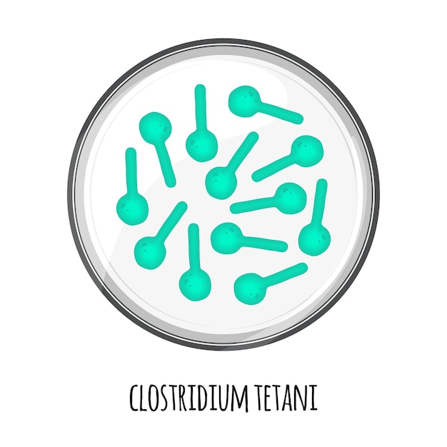 Le microbiome humain de Clostridium tetani dans une boîte de Pétri Image vectorielle Bifidobacteria lactobacilli
