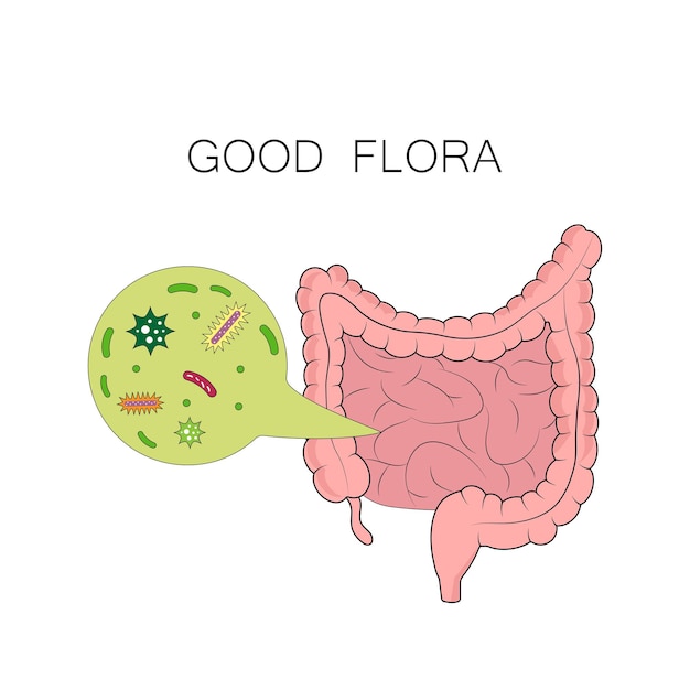 Microflore intestinale saine