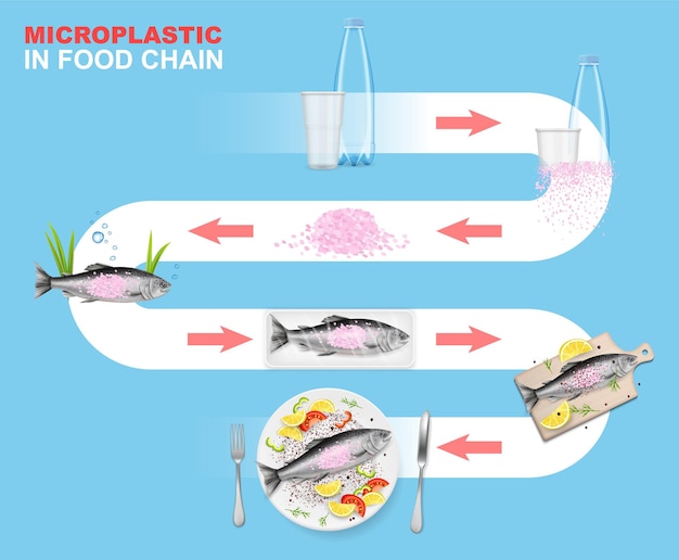 Microplastique Dans La Chaîne Alimentaire Vecteur Infographie Environnement Marin Impact Des Déchets Plastiques Sur L'ani...