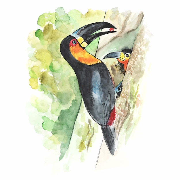 Mignon Petit Toucan Avec Illustration Aquarelle