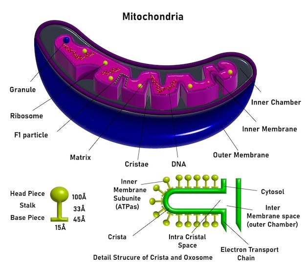 Vecteur les mitochondries