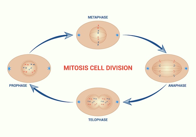 Vecteur mitosis cellule prophase métaphase anaphase télophase vecteur illustration division cellulaire