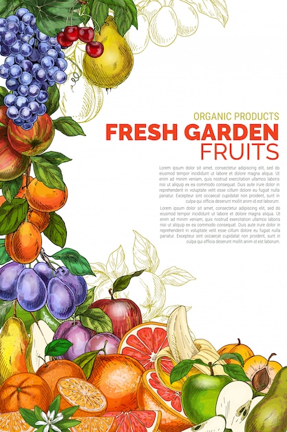 Modèle D'affiche De Fruits De Jardin Vertical
