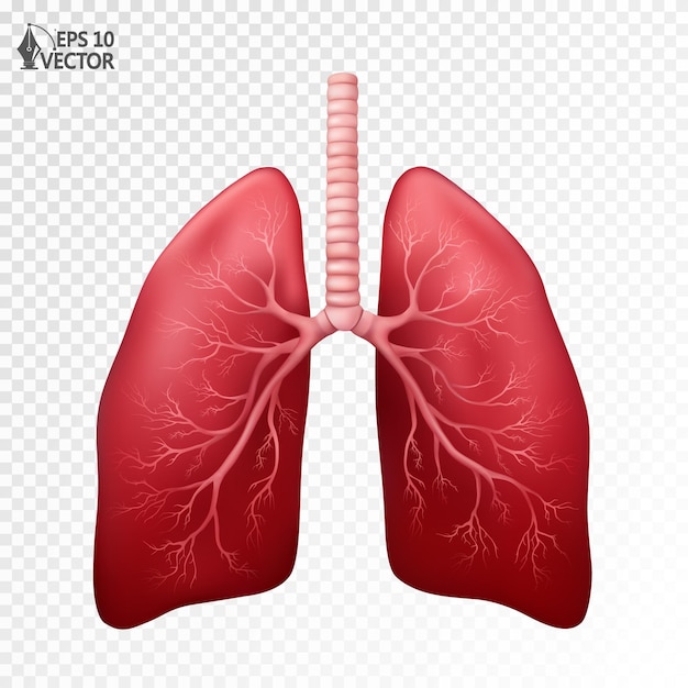 Vecteur modèle anatomique réaliste de poumons humains organes internes vecteur 3d pour les sites web d'applications médicales