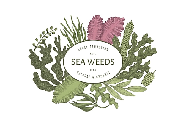 Vecteur modèle de conception d'algues. illustration d'algues dessinés à la main. bannière de fruits de mer de style gravé.