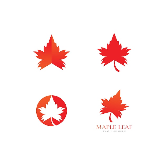 Modèle de conception de logo de feuille d'érable