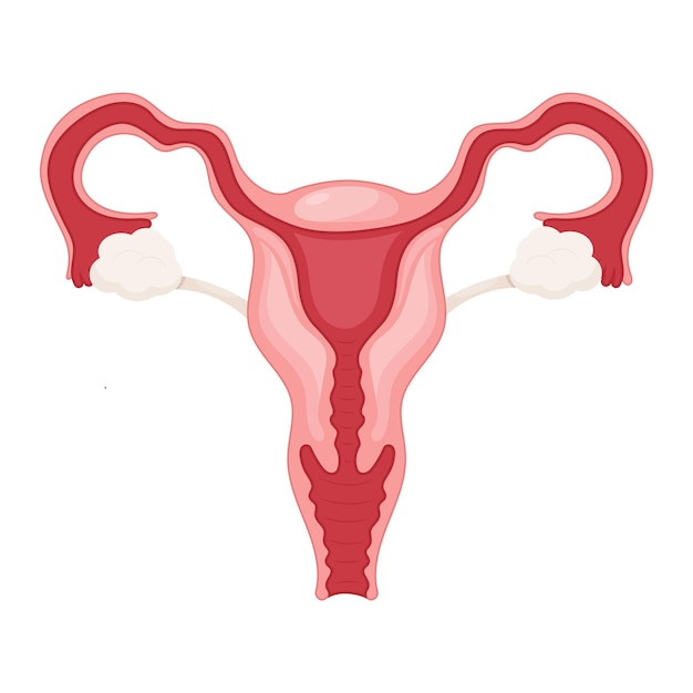 Vecteur modèle graphique de biologie du système reproducteur féminin