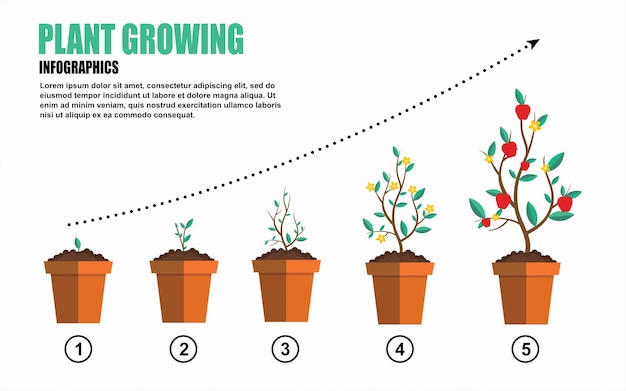 Modèle D'infographie De L'évolution Croissante Des Plantes D'un Arbre Pour La Bannière De Présentation D'entreprise