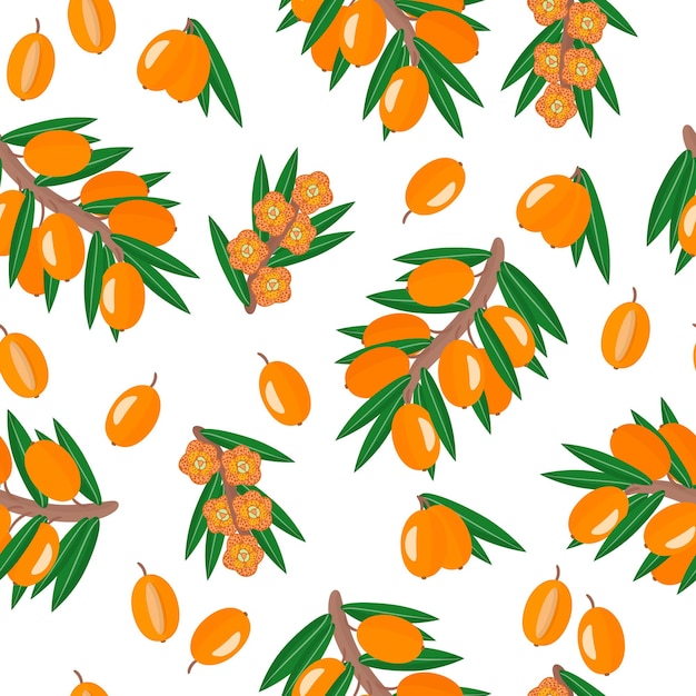 Modèle sans couture de dessin animé de vecteur avec des fruits exotiques, des fleurs et des feuilles d'hippophae ou d'argousier sur le fond blanc