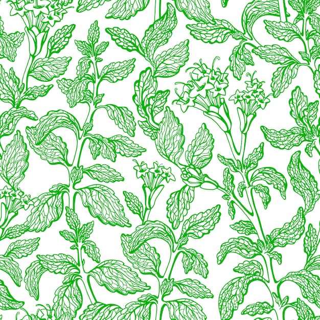 Vecteur modèle sans couture de stevia plante naturelle verte feuilles douces croquis dessiné à la main