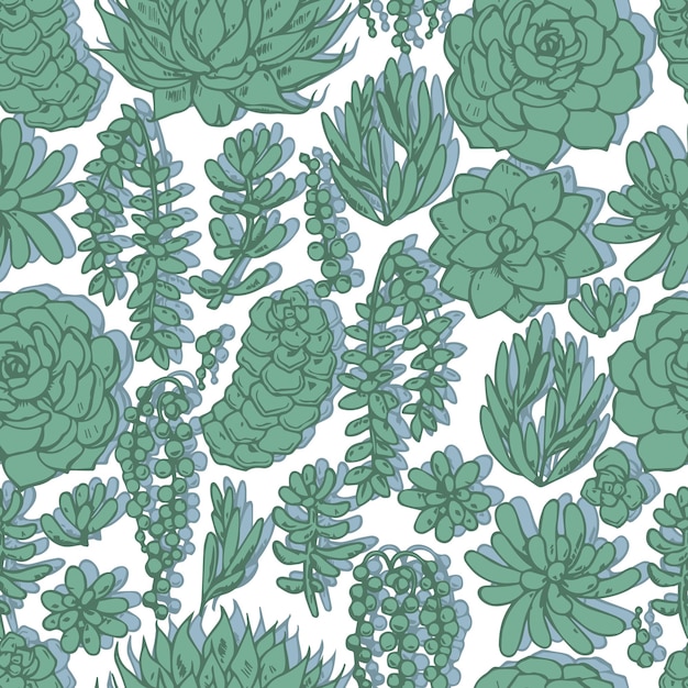 Modèle sans couture de vecteur de diverses plantes succulentes