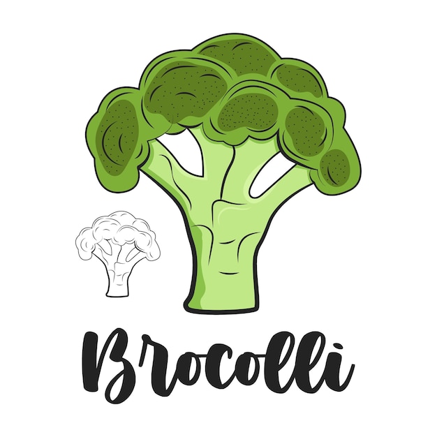 Modèle de vecteur de dessin gravé de légume brocoli