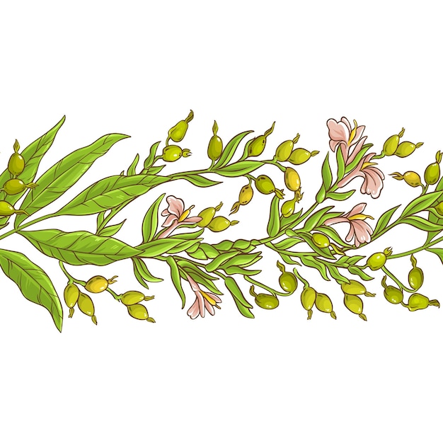 Vecteur modèle vectoriel de cardamome